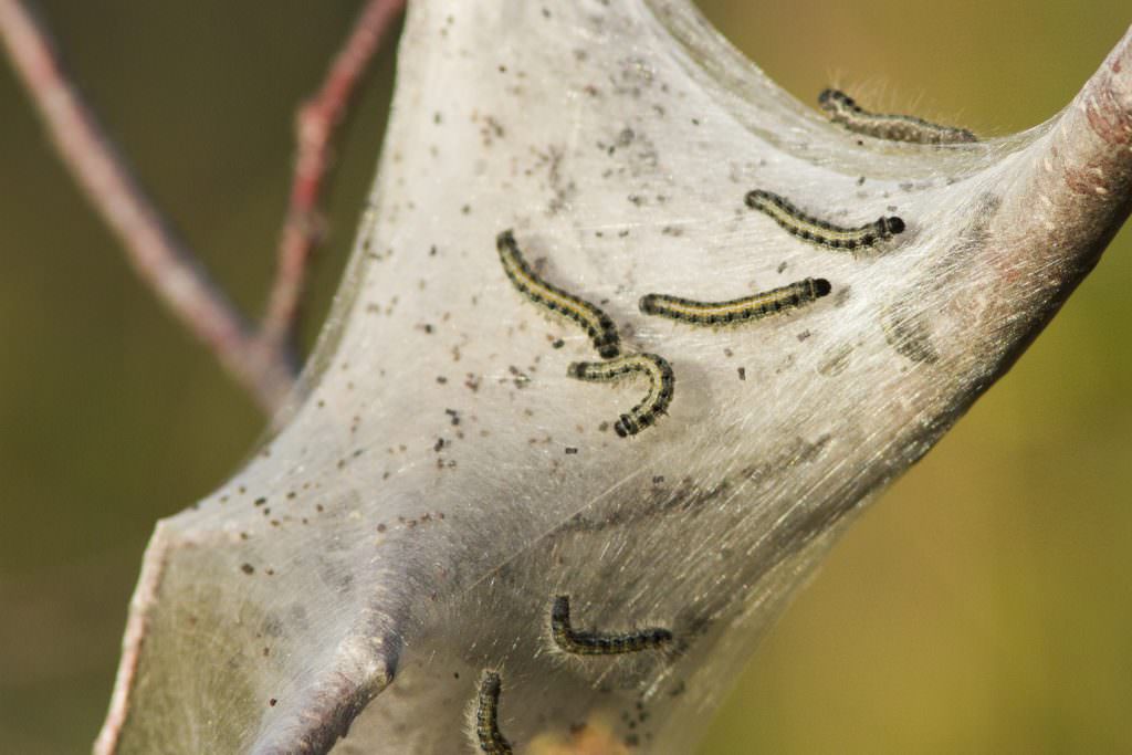 Shrub And Tree Pests - Tent Caterpillar Moth