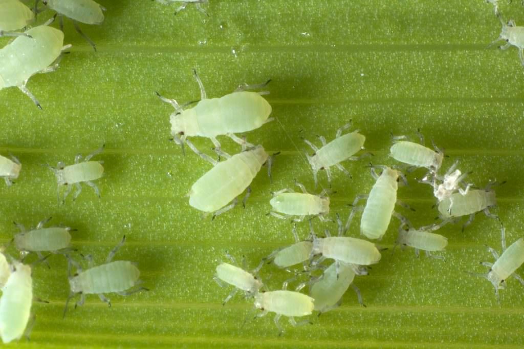 Shrub and Tree Pests - Aphids