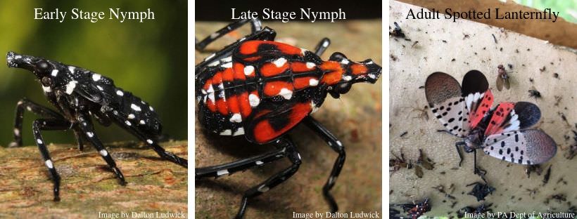 Spotted Lanternfly stages