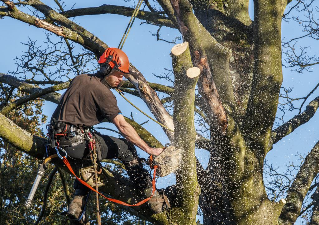 protect trees from storm damage