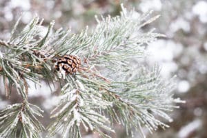 Winterizing Evergreens in PA & NJ