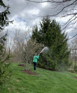 watering a tree