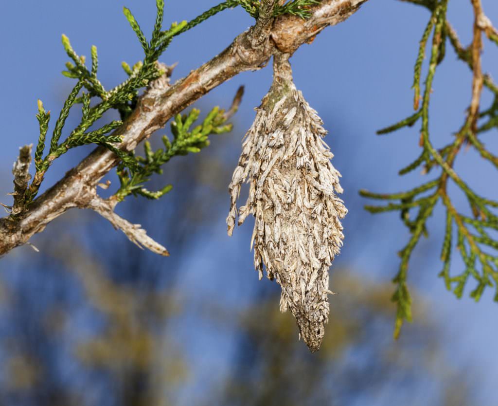 Bagworms - shrub & tree pests in PA