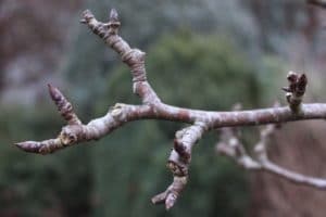 No Leaf Buds - removing dead branches