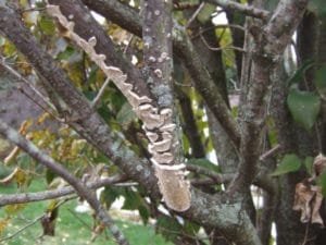 Shedding Bark - removing dead branches